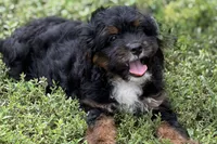 Omar, a male Miniature Bernedoodle for sale in Shipshewana, IN – 1 of 9