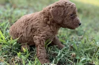 Chip, a male Poodle - Toy  for sale in Shipshewana, IN – 5 of 10