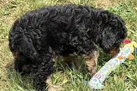 Orbit, a male Miniature Bernedoodle for sale in Shipshewana, IN – 7 of 8