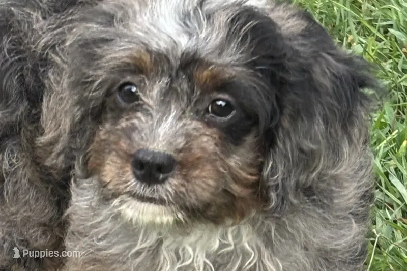Orion – Bernedoodle puppy for sale in Shipshewana, IN