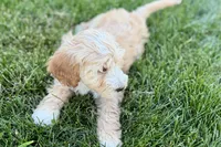 Ocey , a female Goldendoodle for sale in Shipshewana, IN – 6 of 7