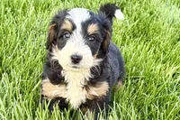 Otis , a male Bernedoodle for sale in Shipshewana, IN – 3 of 9