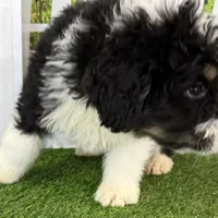 Colt, a male Miniature Bernedoodle for sale in Shipshewana, IN – Photo 9 of 9