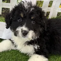 Colt, a male Miniature Bernedoodle for sale in Shipshewana, IN – Photo 1 of 9