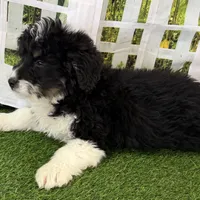 Colt, a male Miniature Bernedoodle for sale in Shipshewana, IN – Photo 6 of 9