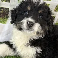 Colt, a male Miniature Bernedoodle for sale in Shipshewana, IN – Photo 8 of 9