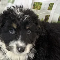 Colt, a male Miniature Bernedoodle for sale in Shipshewana, IN – Photo 5 of 9