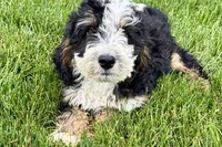 Oak, a male Bernedoodle for sale in Shipshewana, IN – 5 of 10