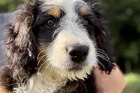Oaklynn, a female Bernedoodle for sale in Shipshewana, IN – 1 of 9