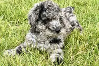 Yukon, a male Goldendoodle for sale in Shipshewana, IN – 2 of 8