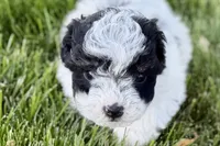 Parker, a male Poodle - Miniature  for sale in Shipshewana, IN – 4 of 10