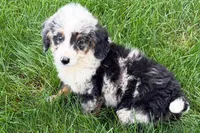 Jared, a male Bernedoodle for sale in Shipshewana, IN – 8 of 9