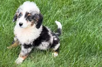 Jared, a male Bernedoodle for sale in Shipshewana, IN – 3 of 9