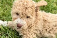Yonder, a male Goldendoodle for sale in Shipshewana, IN – 2 of 10