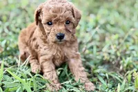 Cassie, a female Poodle - Toy  for sale in Shipshewana, IN – 8 of 9