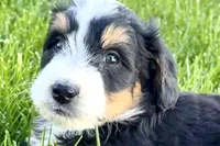 Otis , a male Bernedoodle for sale in Shipshewana, IN – 2 of 9