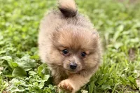 Whimsy, a female Pomeranian for sale in Shipshewana, IN – 2 of 10
