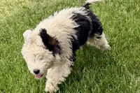 Willow , a female Miniature Bernedoodle for sale in Shipshewana, IN – 2 of 10