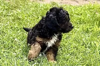 Odin, a male Miniature Bernedoodle for sale in Shipshewana, IN – 2 of 10