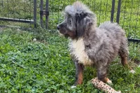 Yulian , a male Miniature Bernedoodle for sale in Shipshewana, IN – 3 of 10