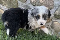 Jared, a male Bernedoodle for sale in Shipshewana, IN – 4 of 7