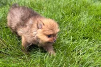 Toby, a male Pomeranian for sale in Shipshewana, IN – 5 of 6