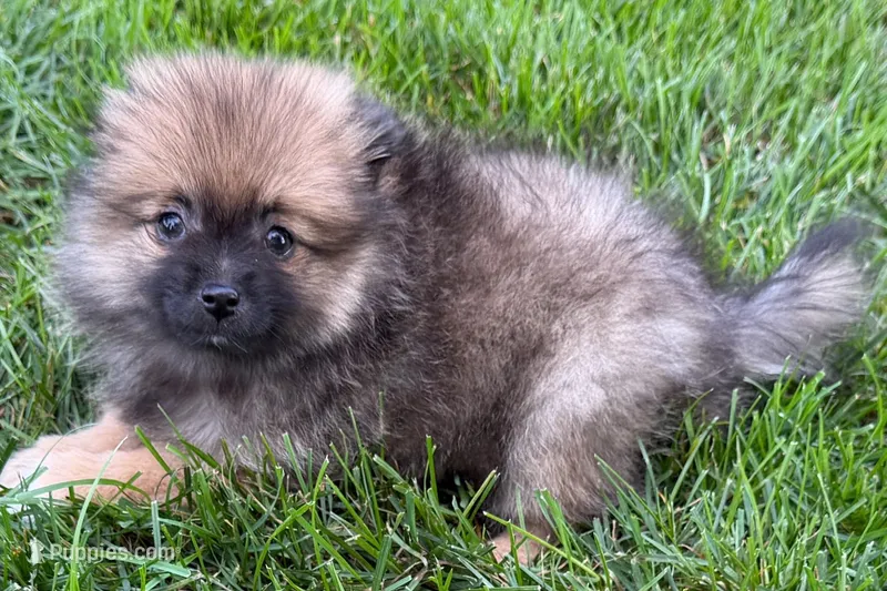 Ursula – Pomeranian puppy for sale in Shipshewana, IN