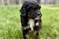 Omar, a male Bernedoodle for sale in Shipshewana, IN – 7 of 10