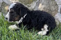 Jericho , a male Bernedoodle for sale in Shipshewana, IN – 4 of 6