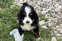 York, a male Bernese Mountain Dog and Miniature Bernedoodle for sale in Shipshewana, IN – 2 of 9