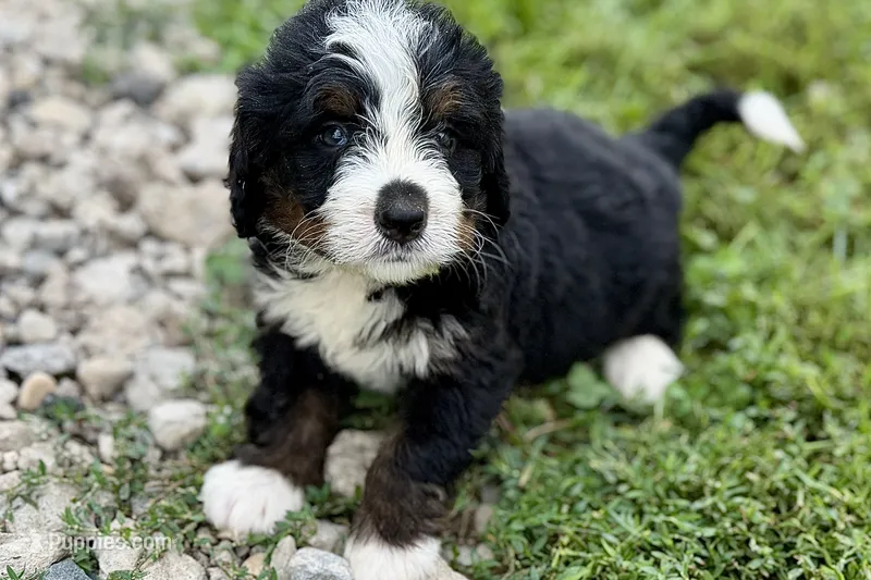 Yukon – Bernese Mountain Dog, Miniature Bernedoodle puppy for sale in Shipshewana, IN