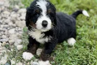 Yukon, a male Bernese Mountain Dog and Miniature Bernedoodle for sale in Shipshewana, IN – 1 of 9