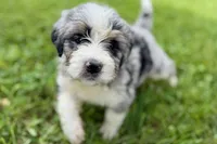 Yogi, a male Bernese Mountain Dog and Miniature Bernedoodle for sale in Shipshewana, IN – 4 of 10