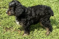 Orbit, a male Miniature Bernedoodle for sale in Shipshewana, IN – 3 of 8