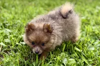 Whimsy, a female Pomeranian for sale in Shipshewana, IN – 3 of 10