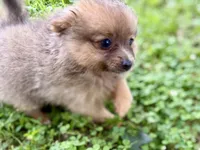 Whimsy, a female Pomeranian for sale in Shipshewana, IN – 5 of 10