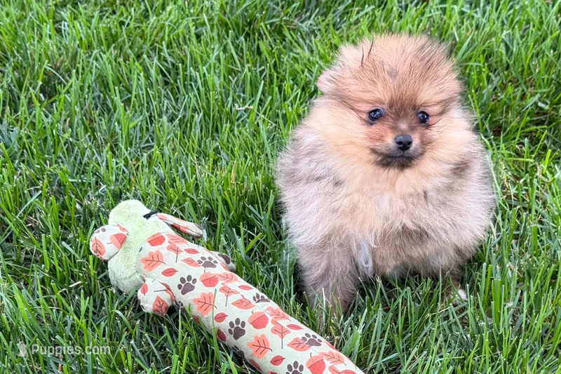 Toby – Pomeranian puppy for sale in Shipshewana, IN