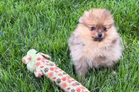 Toby, a male Pomeranian for sale in Shipshewana, IN – 1 of 10