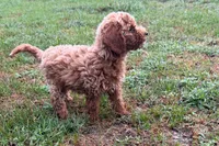 Comet , a male Poodle - Toy  for sale in Shipshewana, IN – 8 of 8