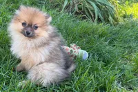 Urie, a male Pomeranian for sale in Shipshewana, IN – 8 of 8