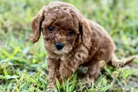 Benny, a male Poodle - Toy  for sale in Shipshewana, IN – 4 of 10