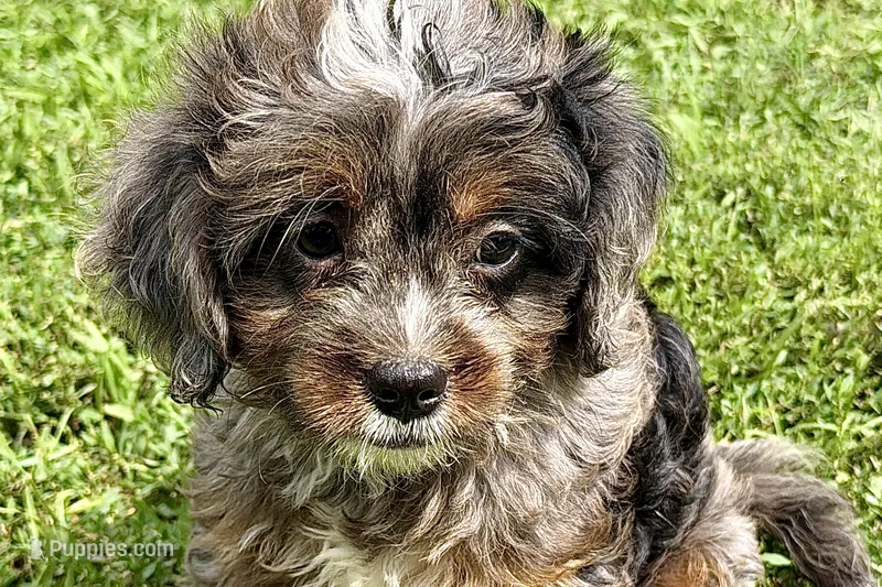 Orion – Bernedoodle puppy for sale in Shipshewana, IN