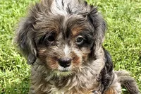 Orion, a male Bernedoodle for sale in Shipshewana, IN – 1 of 8