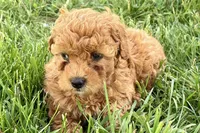 Wiggles, a female Miniature Goldendoodle for sale in Shipshewana, IN – 4 of 10