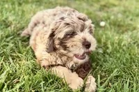 Yoshi, a male Goldendoodle for sale in Shipshewana, IN – 8 of 9