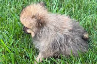 Urie, a male Pomeranian for sale in Shipshewana, IN – 6 of 7