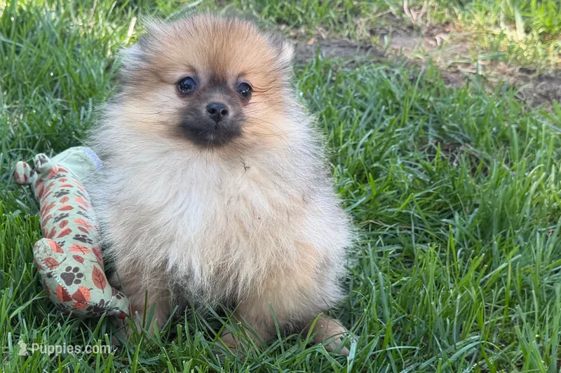 Urie – Pomeranian puppy for sale in Shipshewana, IN