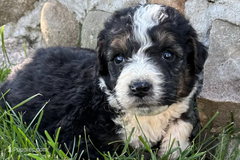 Jericho  – Bernedoodle puppy for sale in Shipshewana, IN