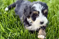 Oscar, a male Bernedoodle for sale in Shipshewana, IN – 8 of 9
