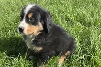 Hank, a male Bernese Mountain Dog for sale in Shipshewana, IN – 6 of 6